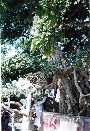 gal/Vrindavan_Dhama/_thb_Krishna-Kaliya tree.jpg